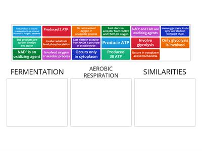 Compare and contrast between fermentation and aerobic respiration