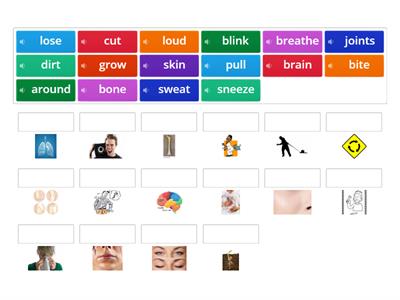 Your body oxford read 2. Pictionary