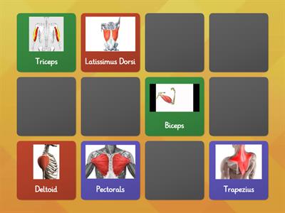 Muscle types and antagonistic muscle pairs - Teaching resources