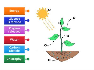 Photosynthesis