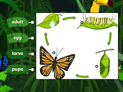  Butterfly Life Cycle (Grade 2 Science)