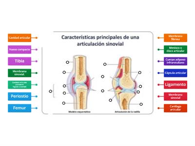 Articulación sinovial 