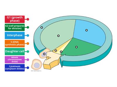  Cell Cycle: Label Diagram