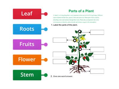 parts of plants