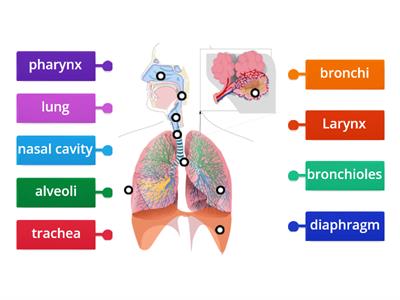  Respiratory system for wellness 