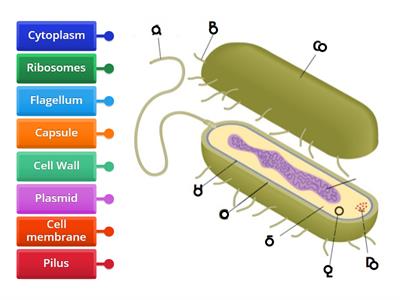 Label the structures of the bacteria 1-8