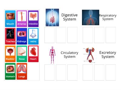 Body Systems (organs)