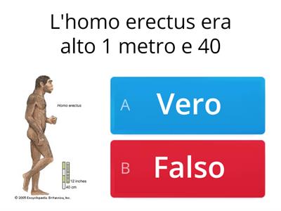 Quiz Homo erectus