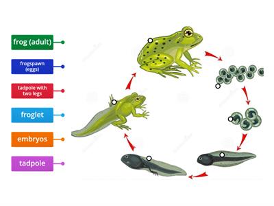 R -  Frog life cycle 