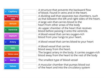 Circulatory System 