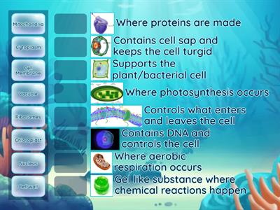 Animal and Plant Cells AQA GCSE Biology 