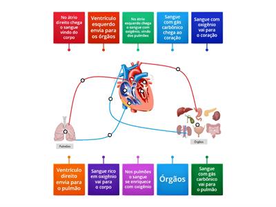 Sistema circulatório - ciclo