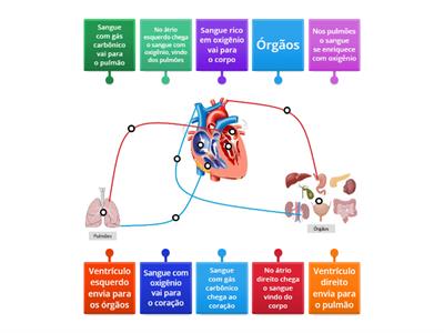 Sistema circulatório - ciclo