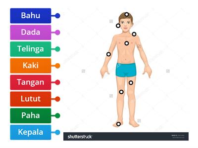 Anggota badan