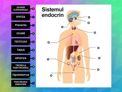 Localizarea glandelor endocrine