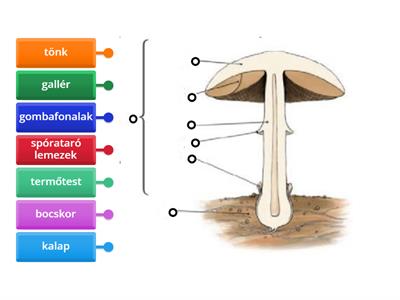 A kalapos gomba részei