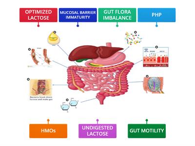 ULTIMATE GUT COMFORT