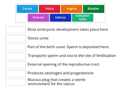 Cow reproductive anatomy