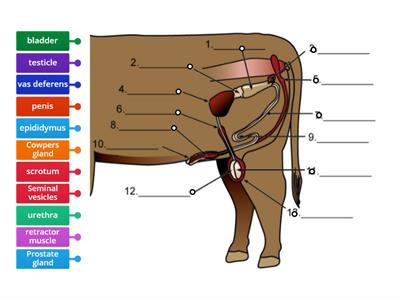 Bull reproductive system