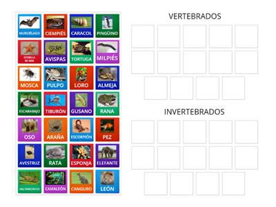 VERTEBRADOS / INVERTEBRADOS