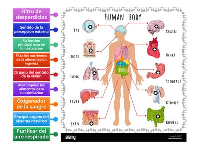 Cuerpo humano