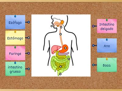 PARTES DEL Sistema Digestivo