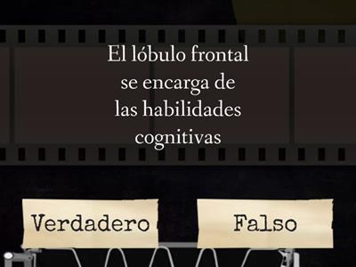 Verdadero o Falso del cerebro