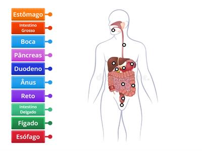 Legenda do Sistema Digestivo