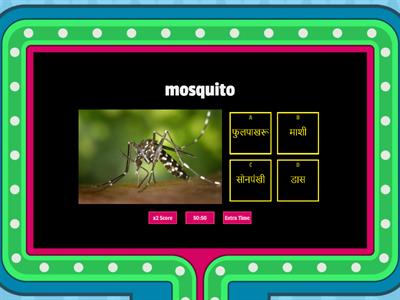 Insects कीटक_GameShow Quiz