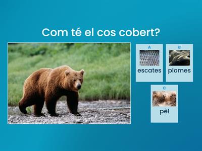 Cóm tenen cobert el cos els animals?