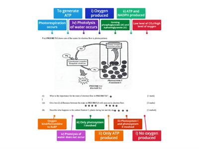 Route of electron flow in photosynthesis