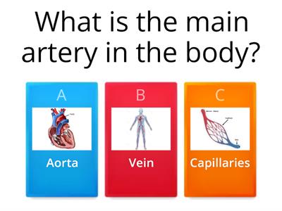 Circulatory & Respiratory System 4 - 5