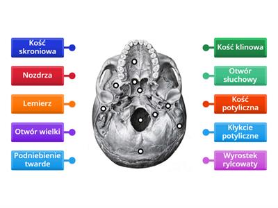 Kości czaszki - część 2