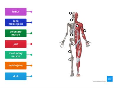 Musculo Skeletal System