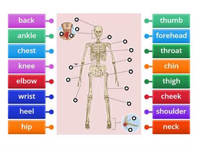 GWTW B1 Parts of the Body 