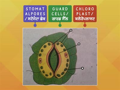 Labeling of open stomata prepared by Mrs.Ravinder kaur Science mistress GSSS Baddowal