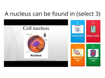 cell structure quiz