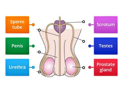 junior cert Male Reproductive System 