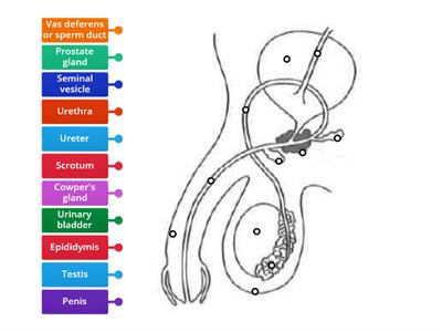 Male human reproductive system I