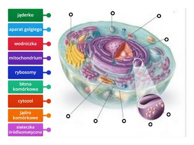 Biologia, Budowa komórki zwierzęcej