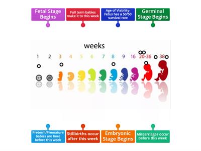 Pregnancy Timeline 