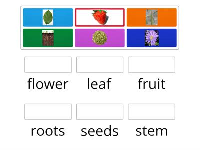 Match the parts of the plants with their pictures.