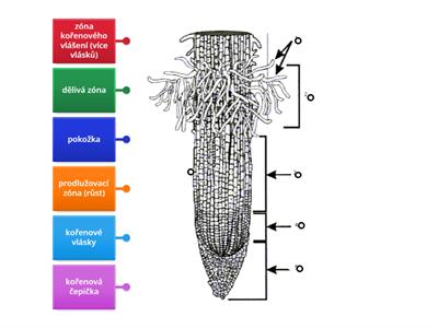 Kořen - anatomie