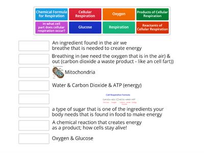 Basics of Aerobic Respiration