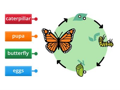 Butterfly Life Cycle 