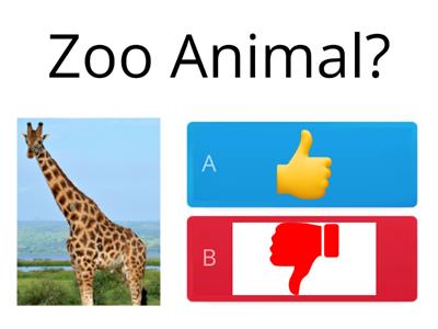 Zoo Animal? 