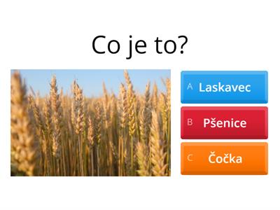 Poznávačka Kulturní rostliny (Obilniny, Olejniny, Luskoviny, Okopaniny, Zelenina ...další plodiny)