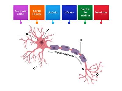 Estrutura do Neurónio