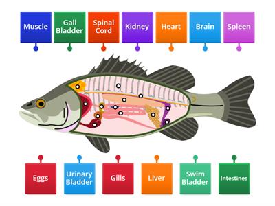 Labelling Fish Internal Anatomy