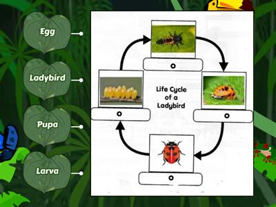Life cycle of a Ladybird